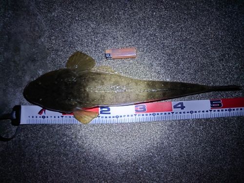 マゴチの釣果