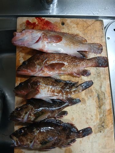 アコウの釣果