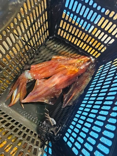 ケンサキイカの釣果
