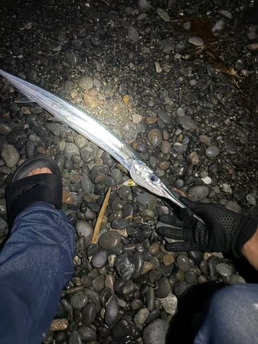 ダツの釣果