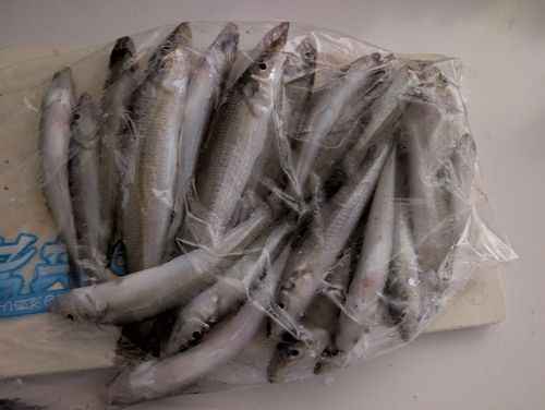 シロギスの釣果