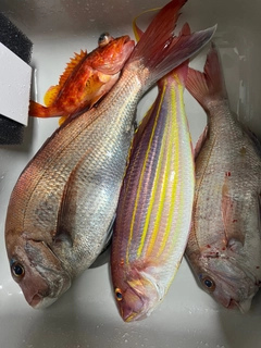 マダイの釣果