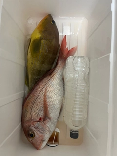 アオハタの釣果