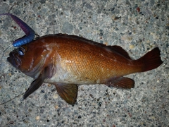 エゾメバルの釣果
