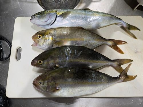 ネリゴの釣果
