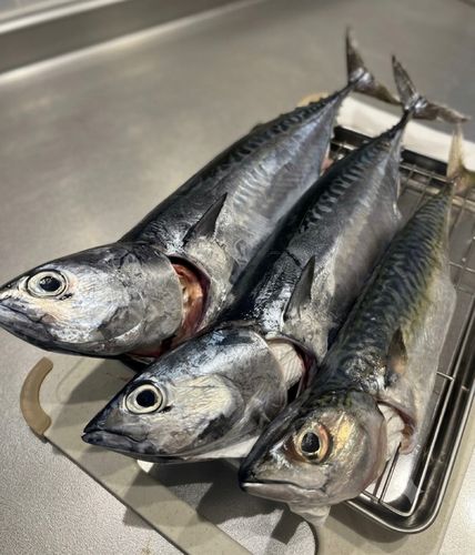 ソウダガツオの釣果
