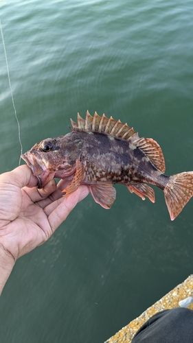 ガシラの釣果
