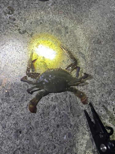 ワタリガニの釣果
