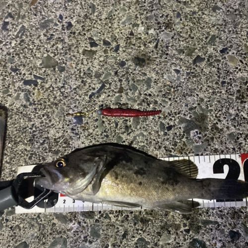 クロソイの釣果