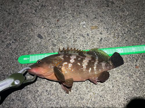 アコウの釣果