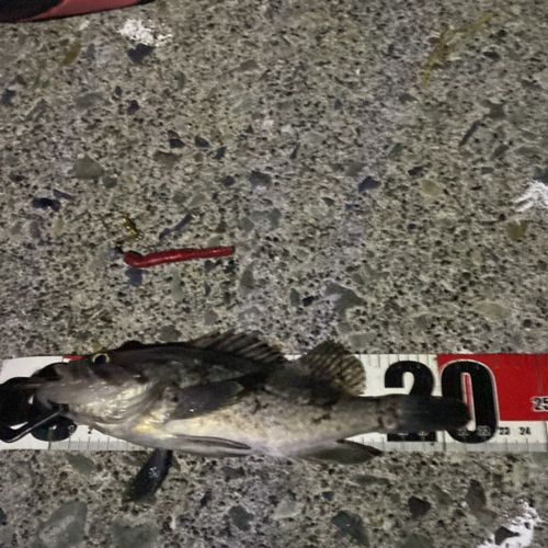 クロソイの釣果