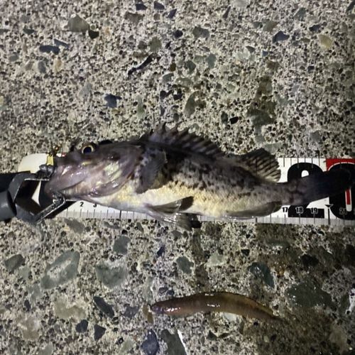 クロソイの釣果