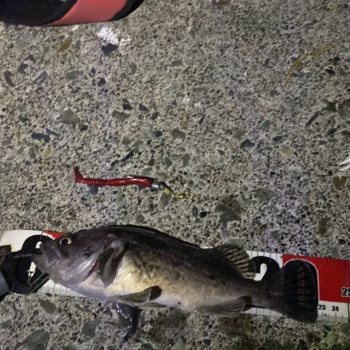 クロソイの釣果