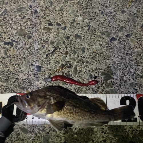 クロソイの釣果
