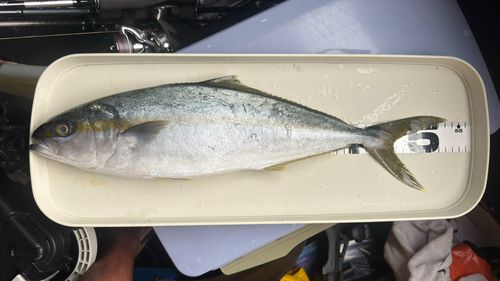 ヒラマサの釣果