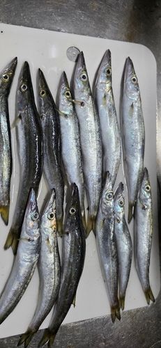 ツバクロエイの釣果