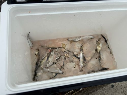 カタクチイワシの釣果