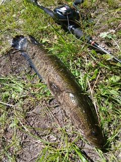 ライギョの釣果