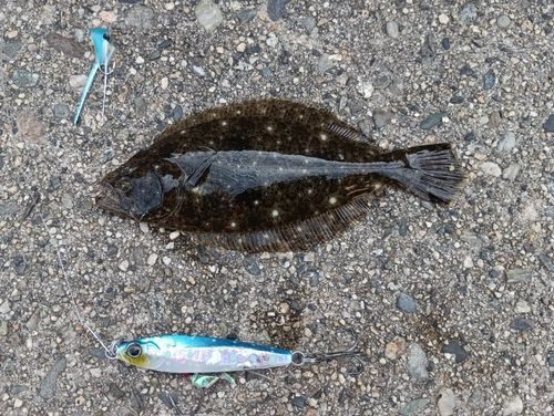 ソゲの釣果