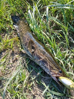 ライギョの釣果
