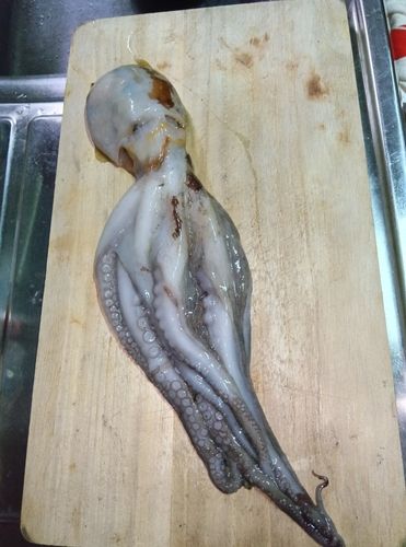 タコの釣果