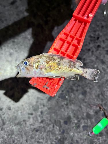 メバルの釣果