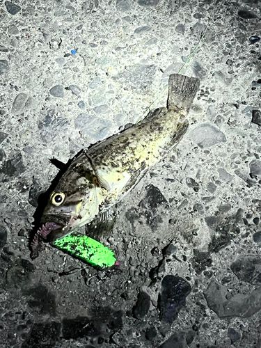 クロソイの釣果