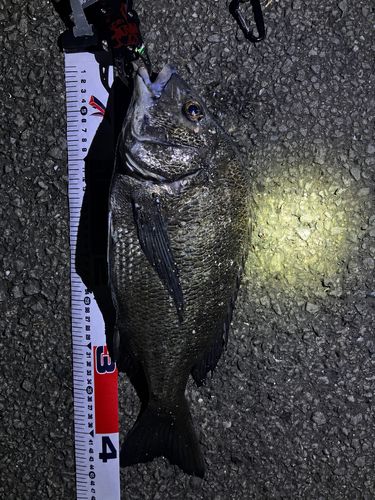 チヌの釣果