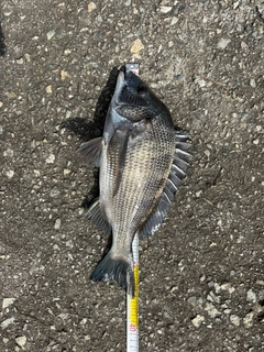 クロダイの釣果