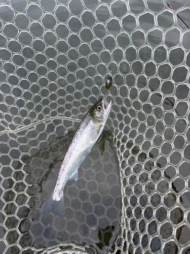 レインボートラウトの釣果