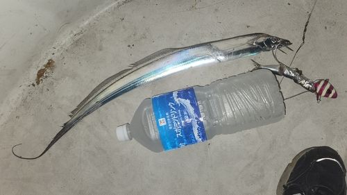 タチウオの釣果