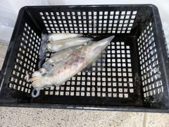 アカイカの釣果