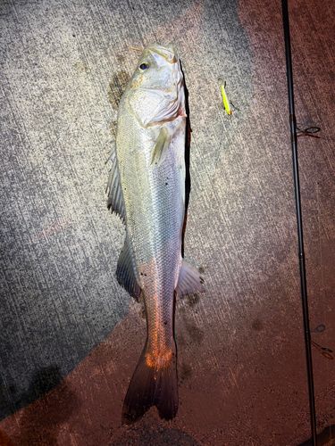 シーバスの釣果