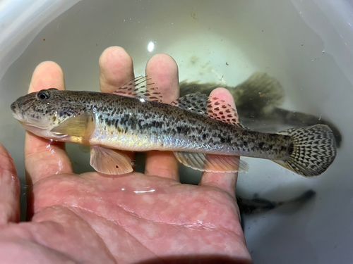 マハゼの釣果