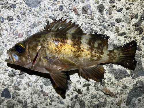 シロメバルの釣果