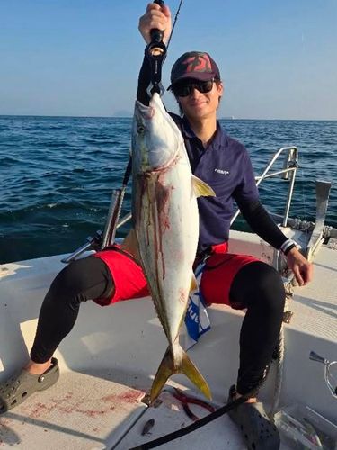 ブリの釣果