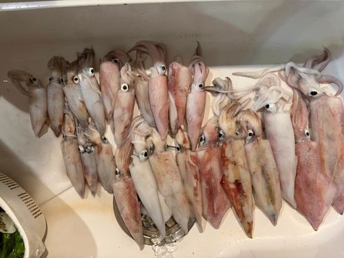 ケンサキイカの釣果