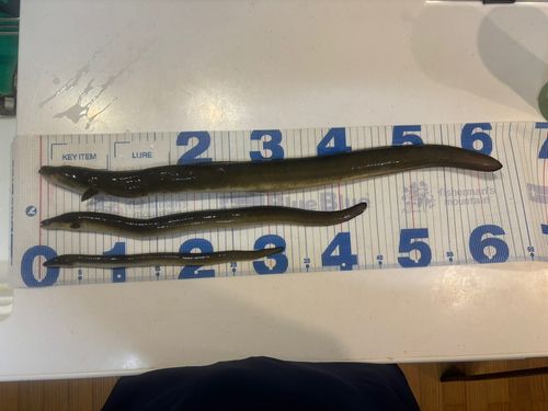 ウナギの釣果