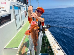 ウッカリカサゴの釣果