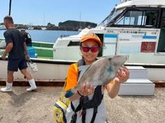 ウマヅラハギの釣果