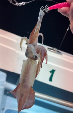 アカイカの釣果