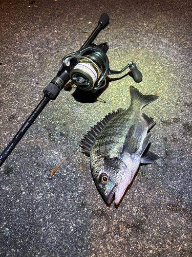 クロダイの釣果
