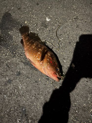 キジハタの釣果