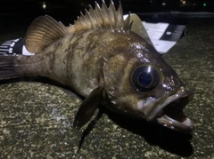 メバルの釣果