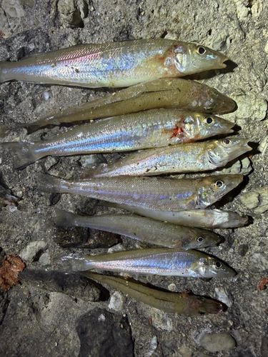 キスの釣果