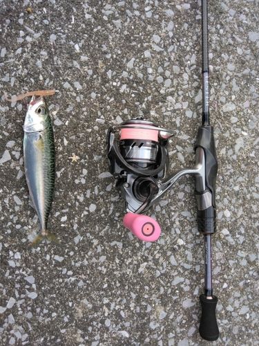 サバの釣果