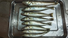 シロギスの釣果