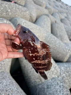キジハタの釣果
