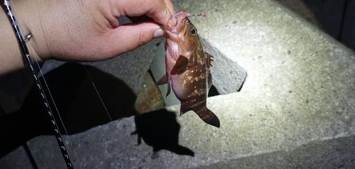 アコウの釣果