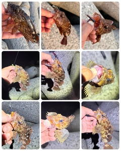 カサゴの釣果